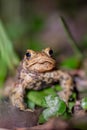 One common toad in the forest outdoors at night. Bufo bufo in Switzerland Royalty Free Stock Photo