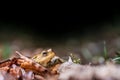 One common toad in the forest outdoors at night. Bufo bufo in Switzerland Royalty Free Stock Photo