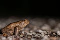 One common toad in the forest outdoors at night. Bufo bufo in Switzerland Royalty Free Stock Photo