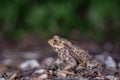 One common toad in the forest outdoors at night. Bufo bufo in Switzerland Royalty Free Stock Photo