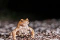 One common toad in the forest outdoors at night. Bufo bufo in Switzerland Royalty Free Stock Photo
