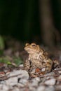 One common toad in the forest outdoors at night. Bufo bufo in Switzerland Royalty Free Stock Photo