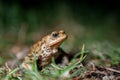 One common toad in the forest outdoors at night. Bufo bufo in Switzerland Royalty Free Stock Photo