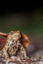 One common toad in the forest outdoors at night. Bufo bufo in Switzerland Royalty Free Stock Photo