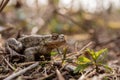 One common toad in the forest outdoors in spring. Bufo bufo in Switzerland Royalty Free Stock Photo