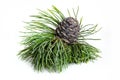 One cone of Siberian cedar on branch with large green needles. Royalty Free Stock Photo