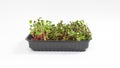 One container with green microgreen sprouts of Radish Coral. White background