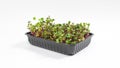 One container with green microgreen sprouts of Radish Coral. White background