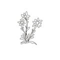 One continuous line drawing beauty and exotic leontopodium plant for home wall decor art poster print. Decorative edelweiss flower