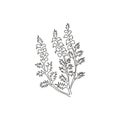 One continuous line drawing of beauty fresh common heather for home decor wall art poster print. Decorative calluna vulgaris Royalty Free Stock Photo