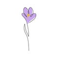 One continuous single line of Crocus spring flower with blue color isolated on white background Royalty Free Stock Photo