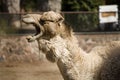 One Cool Camel Royalty Free Stock Photo