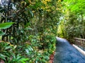 One of the cool, leafy streets in Botanic Park, Singapore