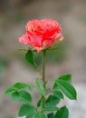 One coral rose with green leaves in the summer garden Royalty Free Stock Photo