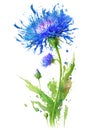 One cornflower over watercolor splash isolated on white background. Generative AI watercolor illustration