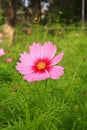 One cosmos pink flower Royalty Free Stock Photo