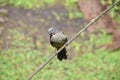 Greyish Saltator in La Fortuna, Costa Rica