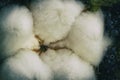 Cotton flower plant on dark background close-up Royalty Free Stock Photo