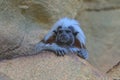 One Cotton Top Tamarin monkey sits high in the rocks. Royalty Free Stock Photo