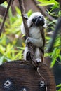 One Cotton-top Tamarin Monkey Royalty Free Stock Photo