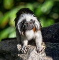 One Cotton Top Tamarin, saguinus oedipus, on a rock