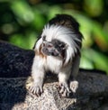 One Cotton Top Tamarin, saguinus oedipus, on a rock