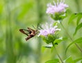 Clearwing hummingbird moth swooping in to collect nectar from purple flower