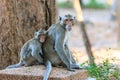 One Couple of Monkey (Crab-eating macaque) Royalty Free Stock Photo
