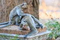 One Couple of Monkey (Crab-eating macaque) Royalty Free Stock Photo