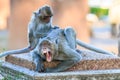 One Couple of Monkey (Crab-eating macaque) Royalty Free Stock Photo