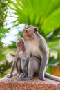 One Couple of Monkey (Crab-eating macaque) Royalty Free Stock Photo