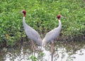 One couple1 pair sarus crane 2 sarus crane