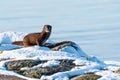 One courious mink in winter season Royalty Free Stock Photo