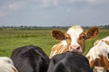 One cow anxious and shy looking on the back of another cow, in the middle of a meadow and clouds in a blue sky Royalty Free Stock Photo