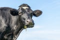 One cow chewing silly, black and white, eating blades of grass, looking naughty and blue background Royalty Free Stock Photo