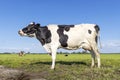 One cow in a field black and white, standing milk cattle, a blue sky and horizon over land in the Netherlands Royalty Free Stock Photo