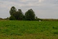 One cow grazes on a glade Royalty Free Stock Photo