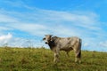 One cow grazes on a green meadow against a blue sky Royalty Free Stock Photo