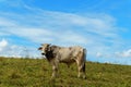 One cow grazes on a green meadow against a blue sky Royalty Free Stock Photo