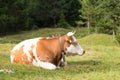 Cow grazing on alpine meadow, Slovenia. Royalty Free Stock Photo