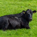 One cow is lying on the green grass. Portrait of a cow. Black cow on green grass field Royalty Free Stock Photo