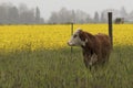 One cow in a meadow by a field of turnip blossoms