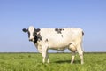 One cow, side view, black and white standing in a pasture under a blue sky and horizon over land Royalty Free Stock Photo