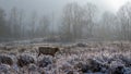 One cow stands in snowy pasture against forest in haze