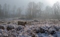 One cow stands in snowy pasture against forest in haze