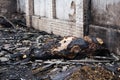 one of cows in ruins of a fully burned farm, where died more than 30 cows, 23.10.2018, in Koknese, Latvia Royalty Free Stock Photo