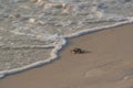 Crab walking along the beach with bubbles of sea waves