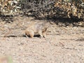 One Crazy Squirrel Royalty Free Stock Photo