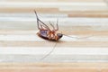 One creepy cockroach dead on floor with insecticide killing