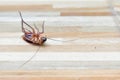 One creepy cockroach dead on floor with insecticide killing